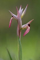 Tongue orchid (Serapias lingua) in flower, Gargano National Park, Gargano Peninsula, Apulia, Italy, April 2008
