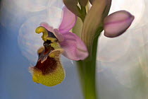 Sawfly orchid (Ophrys tenthredinifera) flower, Gargano National Park, Gargano Peninsula, Apulia, Italy, April 2008