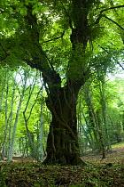 Old tree, Foresta Umbra, Gargano National Park, Gargano Peninsula, Apulia, Italy, April 2008