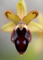 Promontory orchid (Ophrys promontorii) flower, Monte Sacro, Gargano National Park, Gargano Peninsula, Apulia, Italy, April 2008 WWE BOOK.