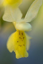 Sparsely flowering orchid (Orchis pauciflora) flower, Monte Sacro, Gargano National Park, Gargano Peninsula, Apulia, Italy, April 2008
