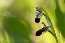 Promontory orchid (Ophrys promontorii) in flower, Monte Sacro, Gargano National Park, Gargano Peninsula, Apulia, Italy, April 2008