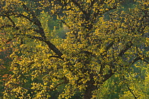 Downy oak (Quercus pubescens), Monte Sacro, Gargano National Park, Gargano Peninsula, Apulia, Italy, April 2008