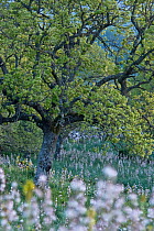 Downy oak (Quercus pubescens) surrounded by wild flowers, Monte Sacro, Gargano National Park, Gargano Peninsula, Apulia, Italy, April 2008