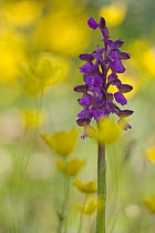 Green-winged orchid (Anacamptis morio) in flower, Gargano National Park, Gargano Peninsula, Apulia, Italy, April 2008