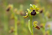 Gargano ophrys (Ophrys garganica) Gargano National Park, Gargano Peninsula, Apulia, Italy, April 2008