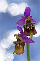 Orchid (Ophrys apulica) flower abstract, Vieste, Gargano National Park, Gargano Peninsula, Apulia, Italy, April 2008