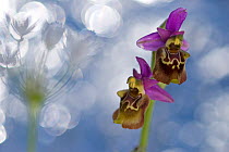 Orchid (Ophrys apulica) flower abstract, Vieste, Gargano National Park, Gargano Peninsula, Apulia, Italy, April 2008 WWE OUTDOOR EXHIBITION. HIGHLY COMMENDED - Wildlife Photographer of the Year 2010.