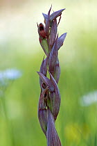 Tongue orchid (Serapias bergonii) Vieste, Gargano National Park, Gargano Peninsula, Apulia, Italy, April 2008