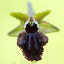 Dark ophrys (Ophrys incubacea) flower, Vieste, Gargano National Park, Gargano Peninsula, Apulia, Italy, April 2008