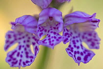 Three toothed orchid (Neotinea / Neotinea tridentata) flower, Gargano National Park, Gargano Peninsula, Apulia, Italy, May 2008