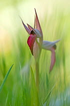 Tongue orchid (Serapias lingua) Gargano National Park, Gargano Peninsula, Apulia, Italy, May 2008