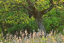 Downy Oak (Quercus pubescens) Monte Sacro, Gargano National Park, Gargano Peninsula, Apulia, Italy, May 2008