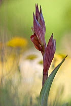 Small flowered tongue orchid (Serapias parviflora) Gargano National Park, Gargano Peninsula, Apulia, Italy, May 2008
