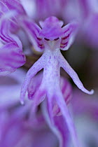 Naked man / Italian orchid (Orchis italica) close-up, Gargano National Park, Gargano Peninsula, Apulia, Italy, May 2008