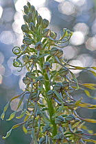 Lizard orchid (Himantoglossum hircinum) Gargano National Park, Gargano Peninsula, Apulia, Italy,