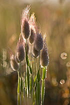 Grass seed heads, Apulia, Gargano National Park, Gargano Peninsula, Italy, May 2008, HIGHLY COMMENDED, IN PRAISE OF PLANTS, 2011 WILDLIFE PHOTOGRAPHER OF THE YEAR COMPETITION