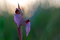 Tongue orchid (Serapias lingua) flower, Gargano National Park, Gargano Peninsula, Apulia, Italy, May 2008