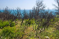 Regrowth around trees charred by a forest fire, Vieste, Gargano National Park, Gargano Peninsula, Apulia, Italy, May 2008