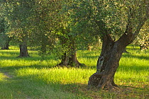 Olive grove (Olea europaea) Vieste, Gargano National Park, Gargano Peninsula, Apulia, Italy, May 2008