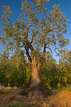 Olive tree (Olea europaea) Vieste, Gargano National Park, Gargano Peninsula, Apulia, Italy, May 2008