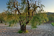 Olive grove (Olea europaea) Vieste, Gargano National Park, Gargano Peninsula, Apulia, Italy, May 2008