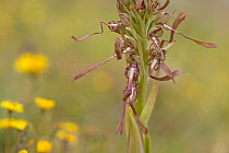 Lizard orchid (Himantoglossum hircinum) Gargano National Park, Gargano Peninsula, Apulia, Italy, May 2008