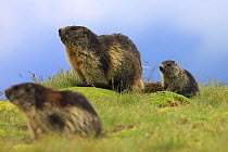 Alpine marmot (Marmota marmota) family, adults and cub, Hohe Tauern National Park, Austria, July 2008