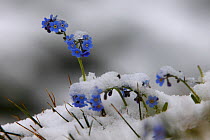 Alpine forget-me-not (Myosotis sp) flowers in the snow, Hohe Tauern National Park, Austria, July 2008