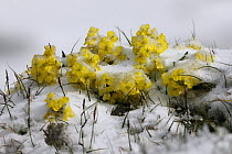 Alpine flowers (Draba sp)? in the snow, Hohe Tauern National Park, Austria, July 2008