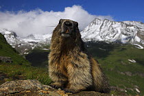 Alpine marmot (Marmota marmota) portrait, Hohe Tauern National Park, Austria, July 2008