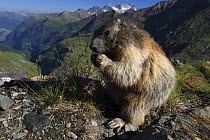 Alpine marmot (Marmota marmota) feeding, Hohe Tauern National Park, Austria, July 2008. WWE INDOOR EXHIBITION