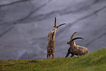 Alpine ibex (Capra ibex ibex) fighting in front of a glacier, Hohe Tauern National Park, Austria, July 2008