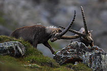 Alpine ibex (Capra ibex ibex) fighting, Hohe Tauern National Park, Austria, July 2008. WWE INDOOR EXHIBITION