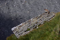 Alpine marmot (Marmota marmota) warming up on a rock, Hohe Tauern National Park, Austria, July 2008