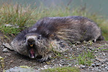 Alpine marmot (Marmota marmota) aggressive behaviour, Hohe Tauern National Park, Austria, July 2008