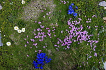 Mixed Alpine flowers including Ranunculus alpestris, Gentiana vernis and Silene acaulis , Hohe Tauern National Park, Austria, July 2008