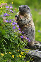 Alpine marmot (Marmota marmota) standing on hind legs feeding on flowers, Hohe Tauern National Park, Austria, July 2008