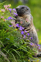 Alpine marmot (Marmota marmota) feeding on flowers, Hohe Tauern National Park, Austria, July 2008
