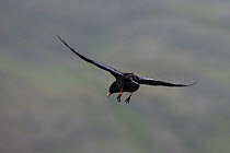 Alpine chough (Pyrrhocorax graculus) in flight with feet stretched out, Hohe Tauern National Park, Austria, July 2008