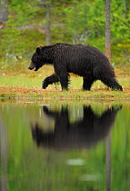 RF- Eurasian brown bear (Ursus arctos) reflected in lake Suomussalmi, Finland. July. (This image may be licensed either as rights managed or royalty free.)