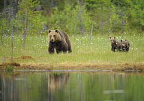Eurasian brown bear (Ursus arctos) mother with cubs, Suomussalmi, Finland, July 2008