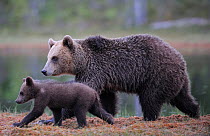RF- Eurasian brown bear (Ursus arctos) mother walking with cub, Suomussalmi, Finland. July. (This image may be licensed either as rights managed or royalty free.)