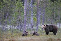 Eurasian brown bear (Ursus arctos) mother and cubs in woodland, Suomussalmi, Finland, July 2008