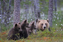 RF- Eurasian brown bear (Ursus arctos) mother with three cubs, Suomussalmi, Finland. July. (This image may be licensed either as rights managed or royalty free.)