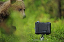 Eurasian brown bear (Ursus arctos) looking at camera in protective case, Suomussalmi, Finland, July 2008