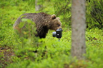 Eurasian brown bear (Ursus arctos) investigates camera, Suomussalmi, Finland, July 2008