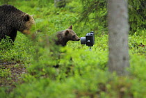 Eurasian brown bear (Ursus arctos) mother with cub investigating camera, Suomussalmi, Finland, July 2008 WWE BOOK.