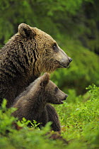 Eurasian brown bear (Ursus arctos) mother and cub, Suomussalmi, Finland, July 2008