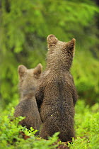 Eurasian brown bear (Ursus arctos) two cubs  standing rear view, Suomussalmi, Finland, July 2008